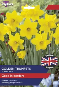 Narcissi Golden Trumpets