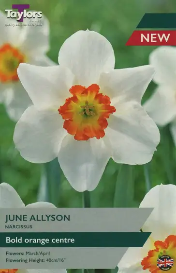 Narcissi June Allyson