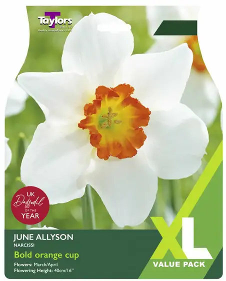 Narcissi June Allyson