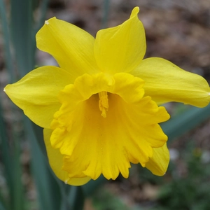 Narcissi King Alfred Select Carri-Pack