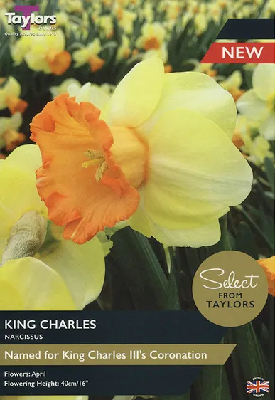 Narcissi King Charles