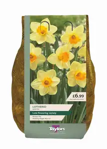 Narcissi Lotherio Carri-Pack