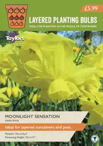 Narcissi Moonlight Sensation