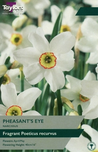 Narcissi Pheasants Eye