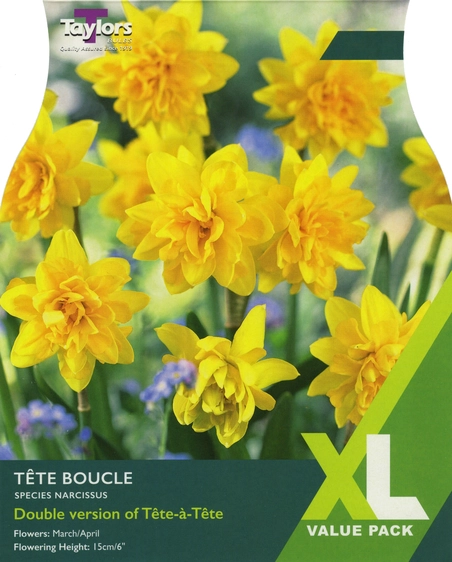 Narcissi Tete Boucle