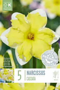 Narcissus Cassata