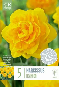 Narcissus Heamoor