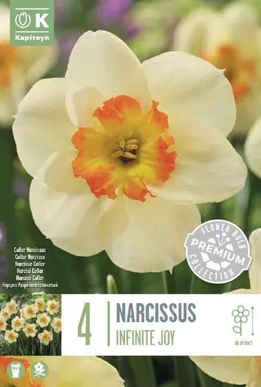 Narcissus Infinite Joy