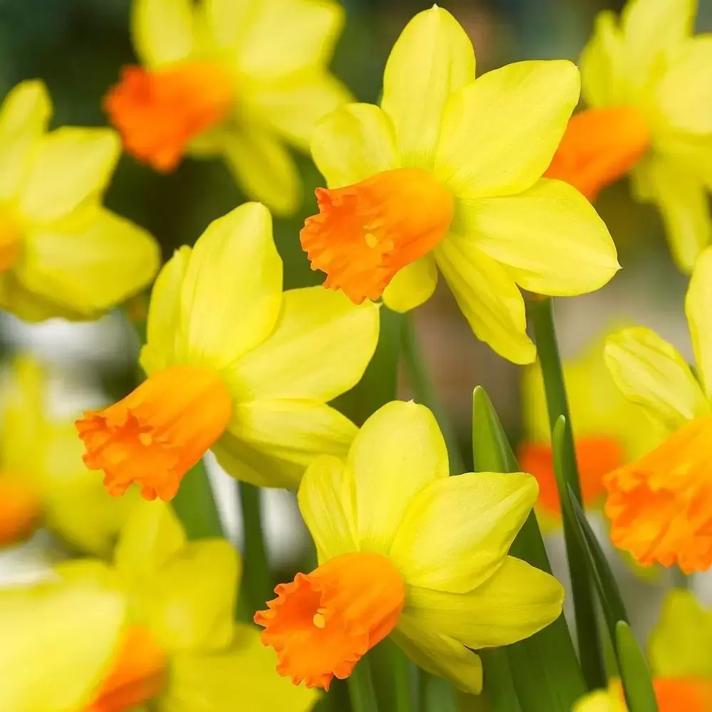 Narcissus 'Jetfire' 1L - Cowell's Garden Centre | Woolsington