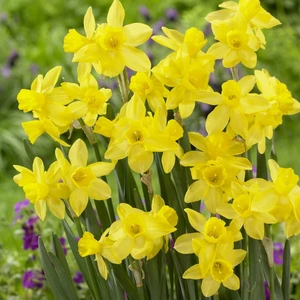 Narcissus 'Lemon Sailboat' 6 Pack