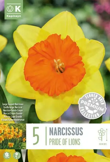 Narcissus Pride Of Lions