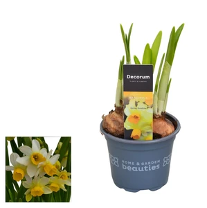 Narcissus 'Spring Sunshine' 9cm - image 2