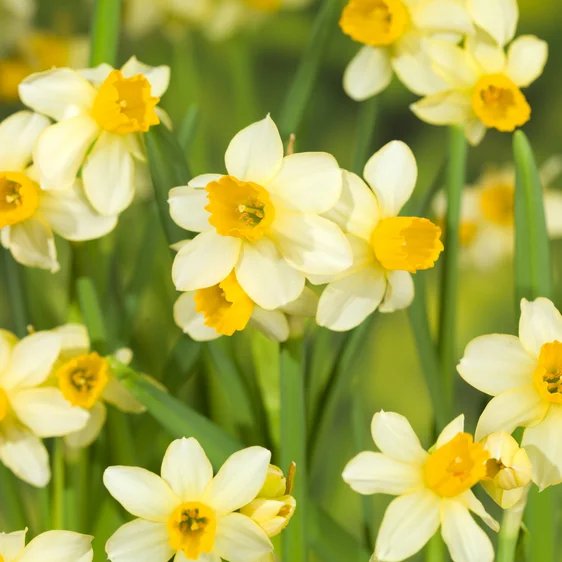 Narcissus 'Spring Sunshine' 9cm - image 1