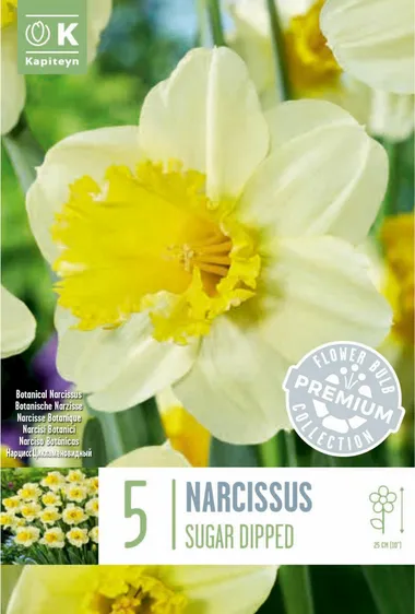 Narcissus Sugar Dipped