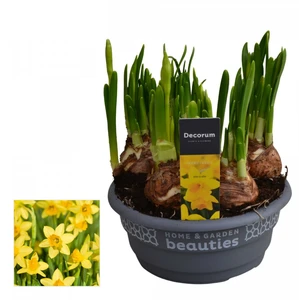 Narcissus 'Tete-a-Tete' 16cm Bowl - image 2