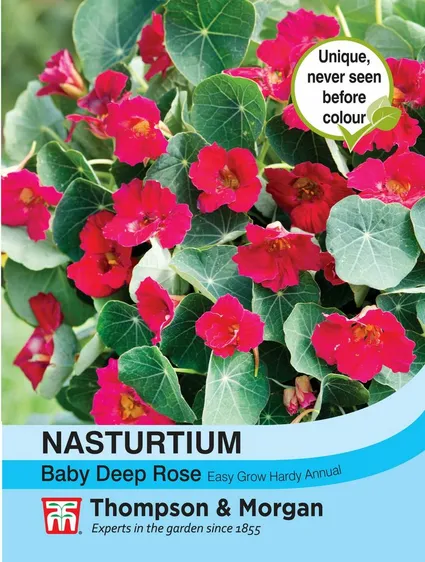 Nasturtium Baby Deep Rose - image 1