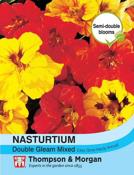 Nasturtium Double Gleam Mixed - image 1