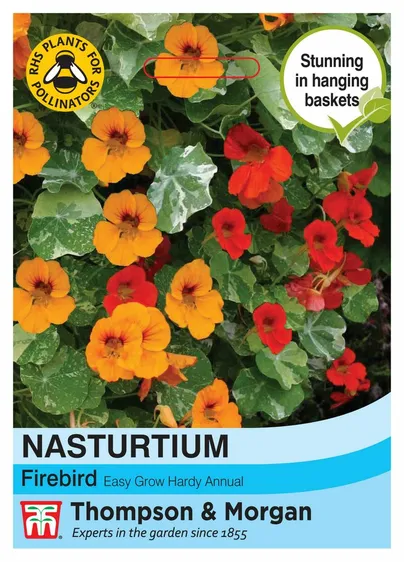 Nasturtium Firebird - image 1