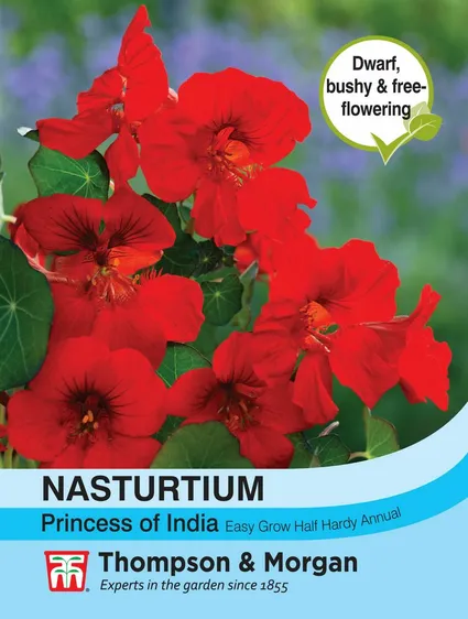 Nasturtium Princess of India - image 1