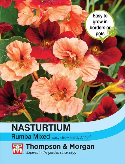 Nasturtium Rumba Mixed - image 1