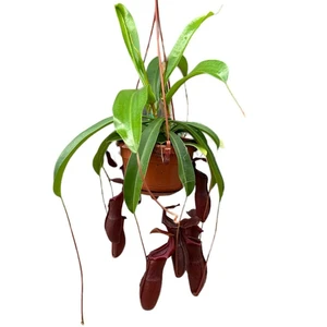 Nepenthes 'Bill'