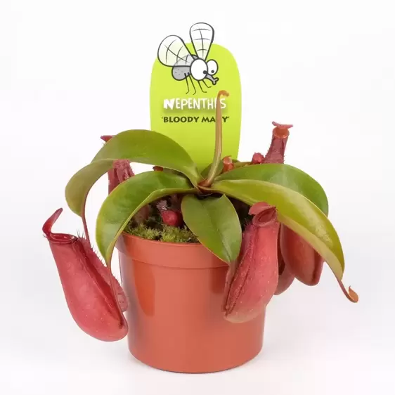 Nepenthes 'Bloody Mary' 8.5cm