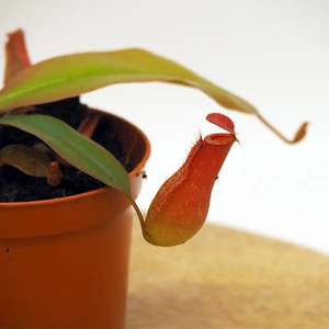 Nepenthes 'Bloody Mary'