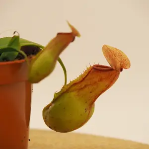 Nepenthes gaya