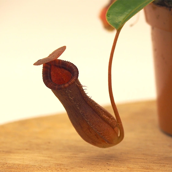 Nepenthes ‘Rebecca Soper’ - image 1