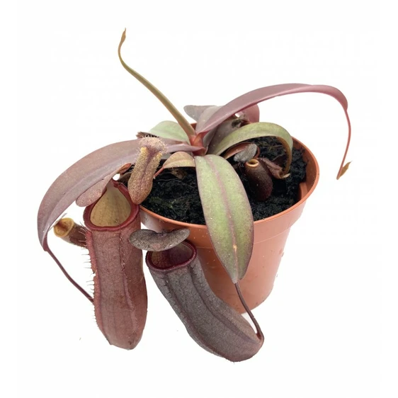 Nepenthes ‘Rebecca Soper’ - image 2