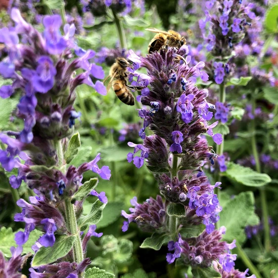 Nepeta yunnanensis 'Blue Dragon' - image 4