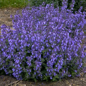 Nepeta x faassenii  'Kit Cat' 3L