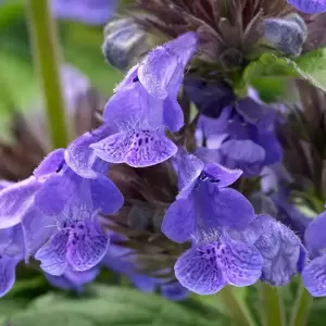 Nepeta 'Neptune'℗ - Photo Credit Plantipp BV®