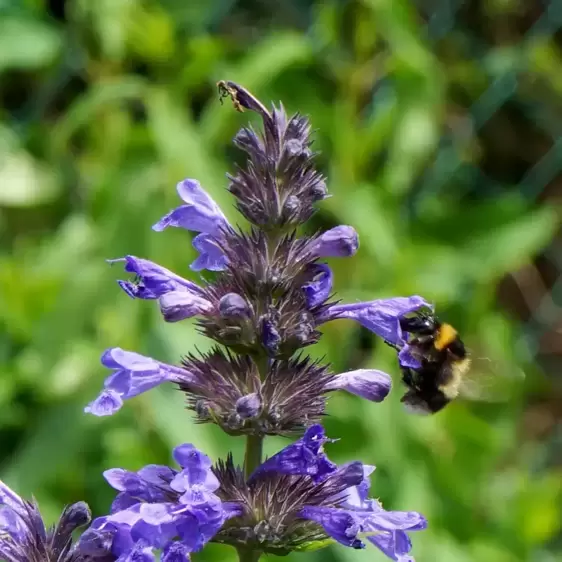 Nepeta 'Neptune'℗ - Photo Credit Plantipp BV®