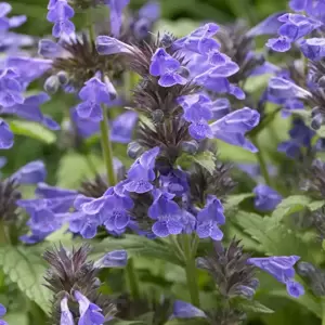 Nepeta 'Neptune' 3L - image 4