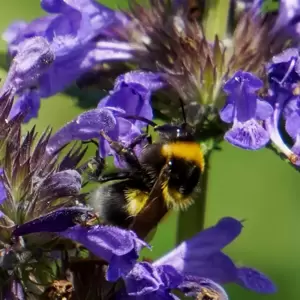 Nepeta 'Neptune' 3L - image 5