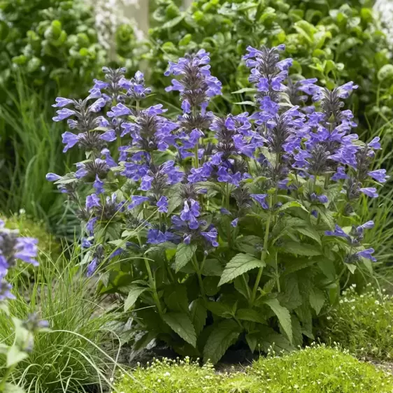 Nepeta 'Neptune' 3L - image 7