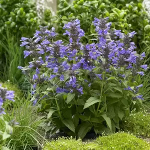 Nepeta 'Neptune' 3L - image 7