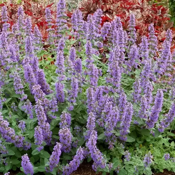 Nepeta 'Purple Haze' - image 1