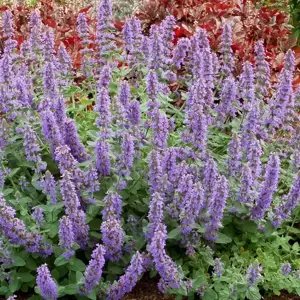 Nepeta 'Purple Haze' - Cowell's Garden Centre | Woolsington