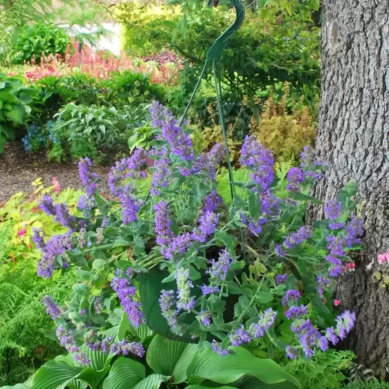 Nepeta 'Purple Haze' - image 3