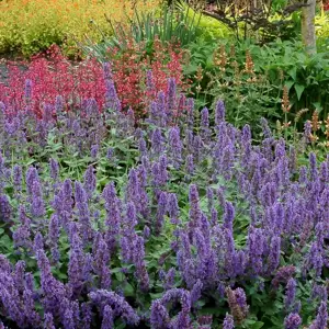 Nepeta 'Purple Haze' - Cowell's Garden Centre | Woolsington