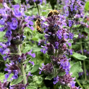 Nepeta 'Purple Haze' - image 4