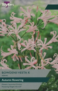 Nerine bowdenii Vesta