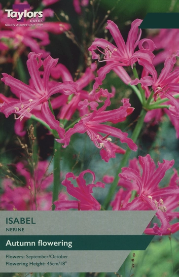 Nerine Isabel