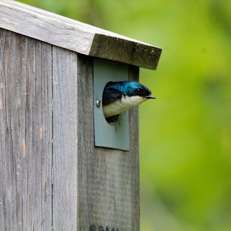 Nest Boxes - Cowell's Garden Centre | Woolsington