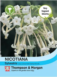 Nicotiana sylvestris - image 1