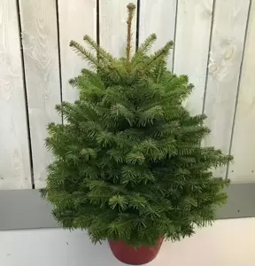 Nordmann Fir Pot Grown 3-4ft (100-125cm) - image 1