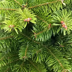 Nordmann Fir Pot Grown 3-4ft (100-125cm) - image 3