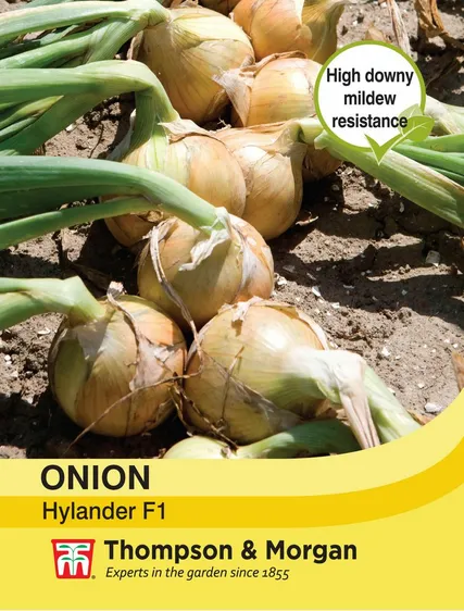 Onion Hylander - image 1